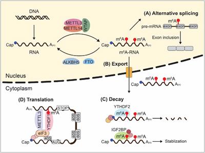 RNA N6-Methyladenine Modification, Cellular Reprogramming, and Cancer Stemness